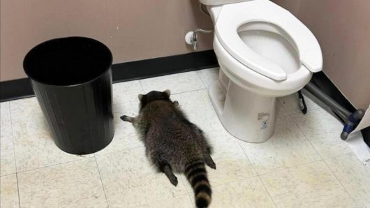 Raccoon goes on drunken rampage in Virginia liquor store and passes out on bathroom floor