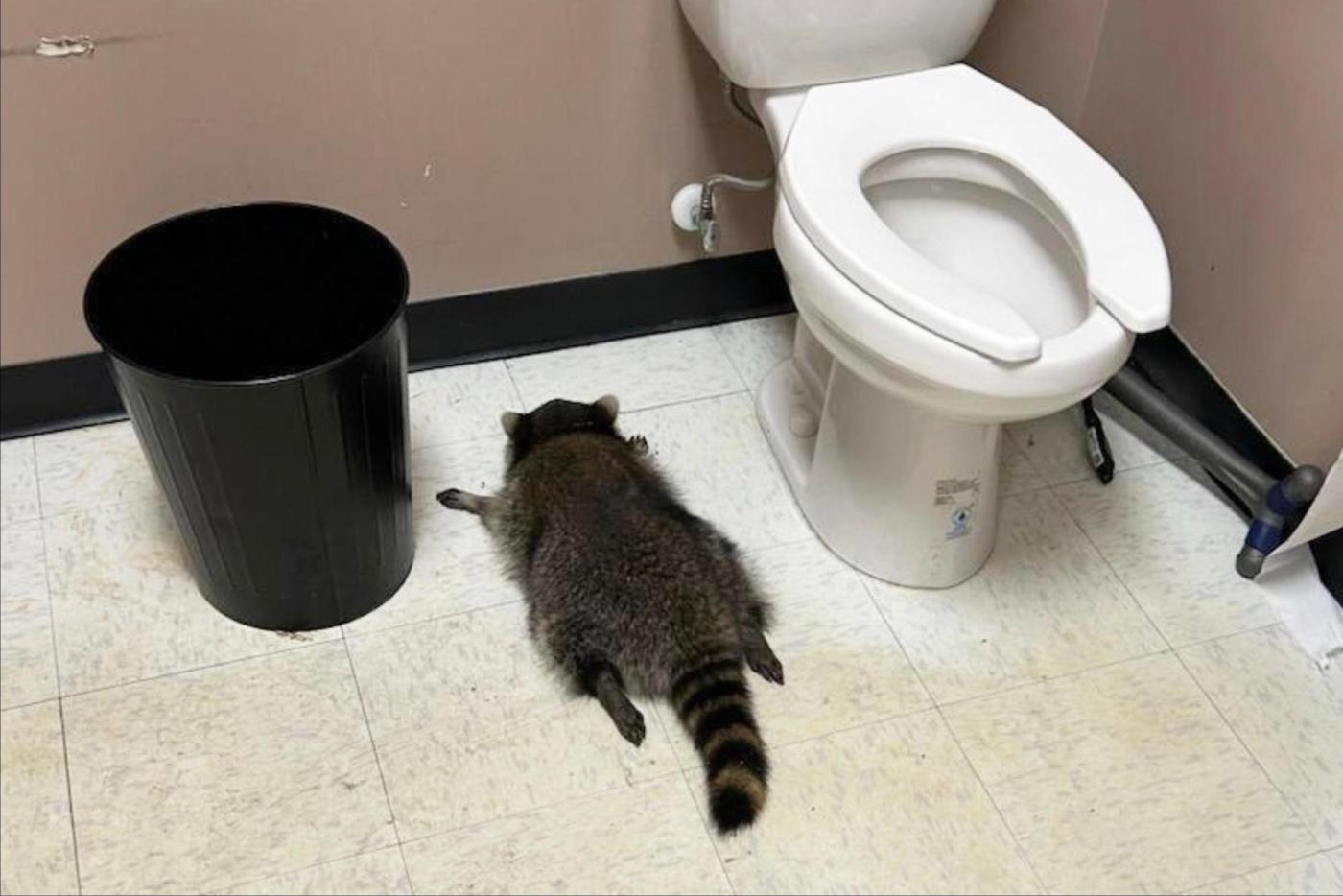 Raccoon goes on drunken rampage in Virginia liquor store and passes out on bathroom floor
