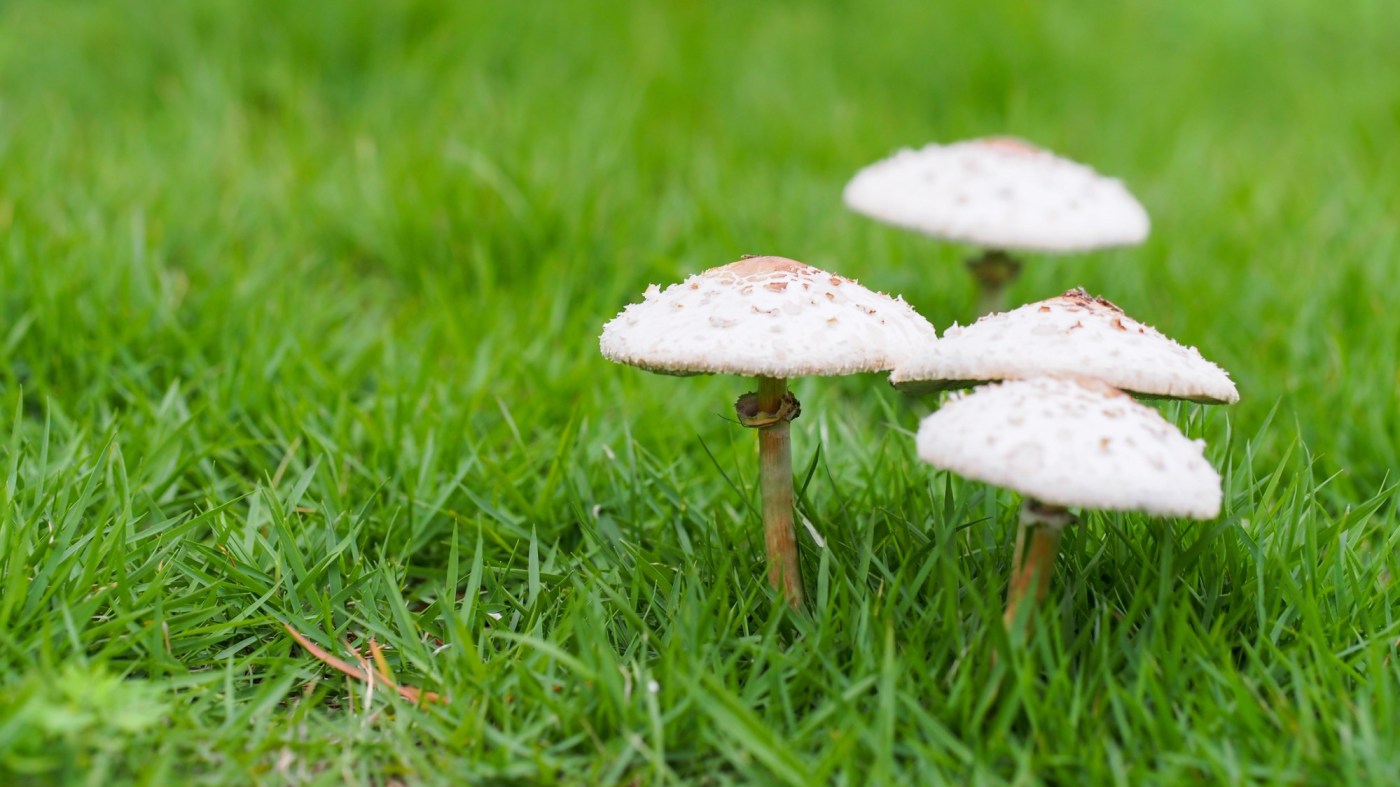 Mushrooms are popping up on the lawn? Here’s what to do