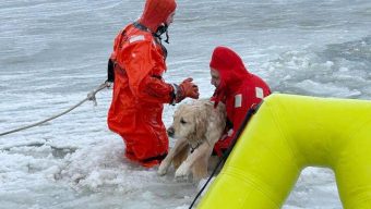 Rhode Island firefighters rescue a yellow Lab from an icy pond on New Year’s Day