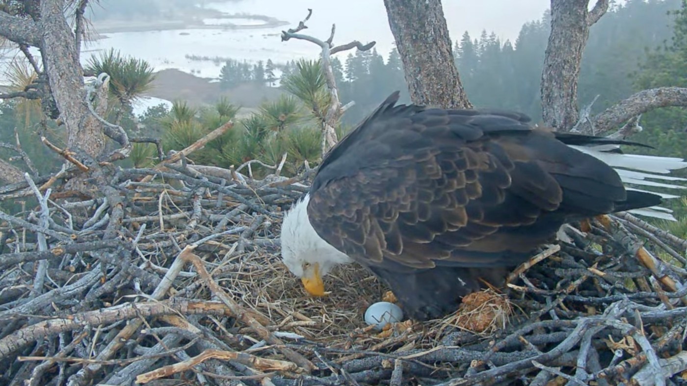 Big Bear bald eagles Jackie and Shadow welcome first egg of 2026