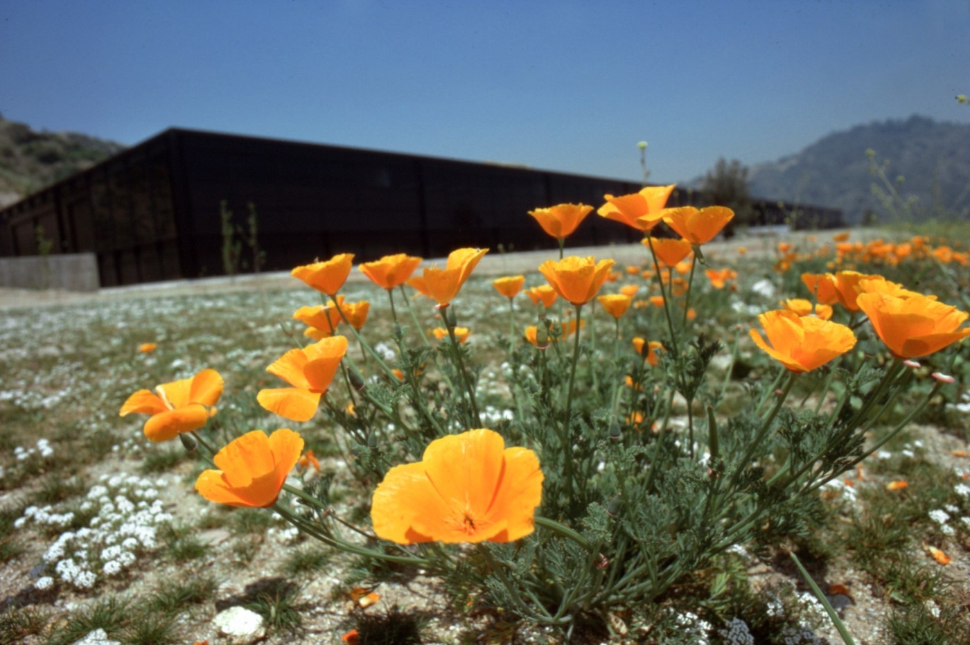 By design: ArtCenter plants poppy seeds on its campus on Jan. 24