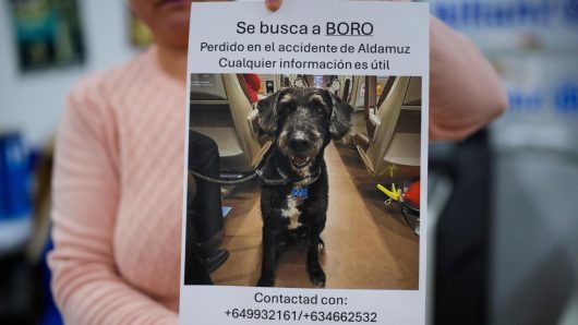 Recovery of missing dog Boro brings hope after Spain’s train crashes