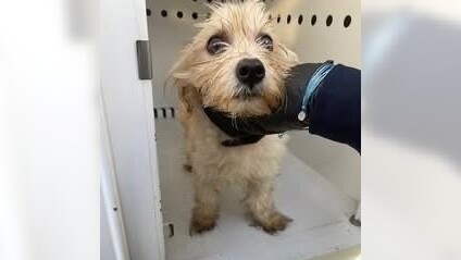 Gardena policeman adopts the dog he rescued from a trash bin